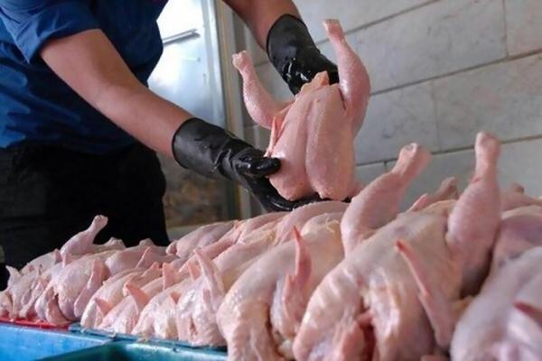 هر کیلو فیله مرغ 117 هزار تومان ، جدیدترین قیمت مرغ در بازار هر کیلو فیله مرغ 117 هزار تومان ، جدیدترین قیمت مرغ در بازار